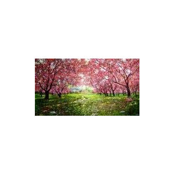 Pink Tree Canvas Prints - Artwork