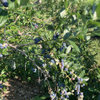 Favorite fruits and recipes… berries included