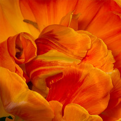 Tulip Study #1 - Fine Art Prints