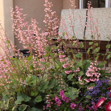 Arresting Dunes - Coastal Gem Garden