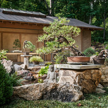 bonsai