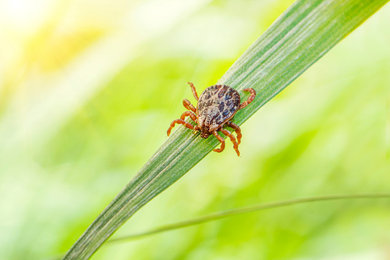 Ispirazione per un giardino