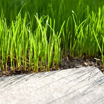 Garten eines Siedlungshauses