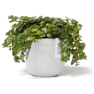 Ecopots Oslo Indoor - Outdoor, Planter Flower Pot, Mini Pure White, 4.5"