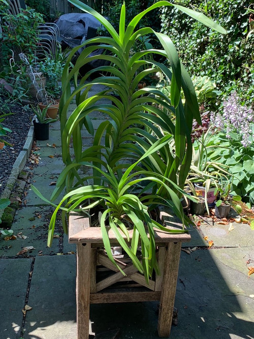 Home made Vanda basket.