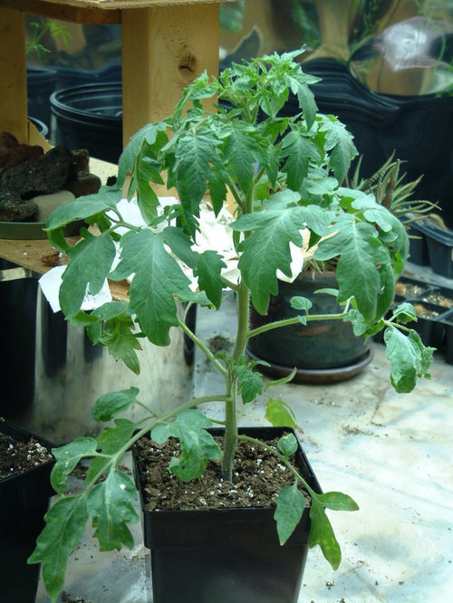 Early tomato blooms?