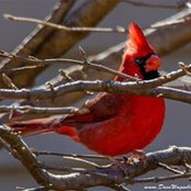 Karen Williamson Springer's photo