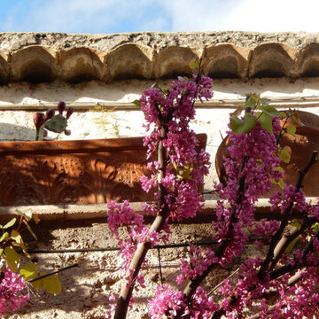 Cercis siliquastrum