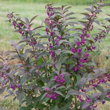 Purple Pearls™ Beautyberry (Callicarpa)