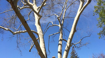 Tree trimming before and after