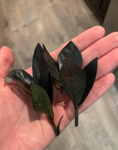 Advice On Zz Plant Propagation