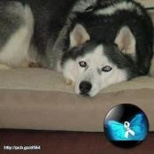Sean Ellison's photo