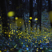 francis wehberg's photo