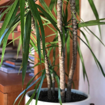 Interior Plantscapes & Design