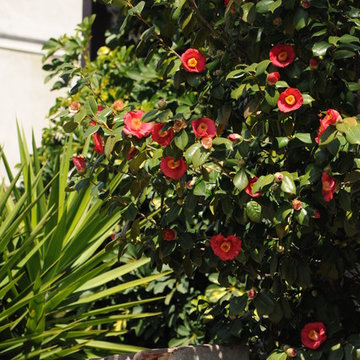 Arbusto di camelia