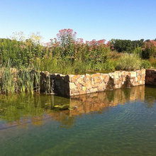 Swimming pond ideas
