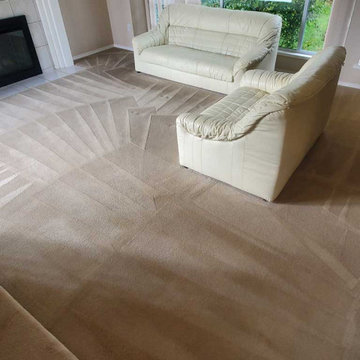 Carpet Cleaning a House Which Has Not Been Steam Cleaned for 8 Years Located in