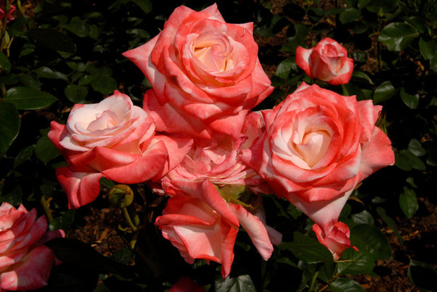 What are some tips for maintaining a rose bush?