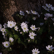 plants