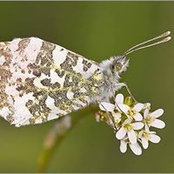Foto von Aurore Lestel