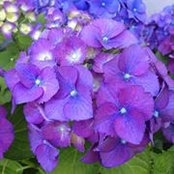 Holly Westerberg's photo