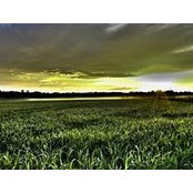 Andrek Assor's photo