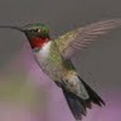 Pam DeWolfe's photo