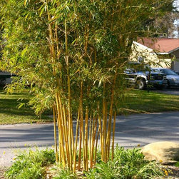 Bamboo installations - Products
