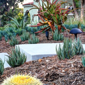 Eage rock - Drought tolerant