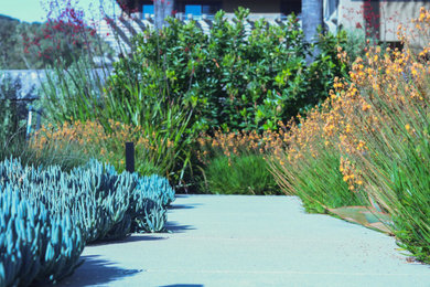 This is an example of a modern landscaping in San Luis Obispo.
