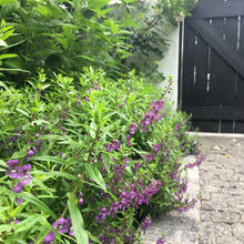 Side yard