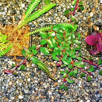 Vancouver Rain Garden Solution