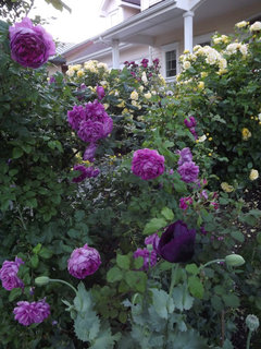 Do you remember J&P's rose scented catalog?