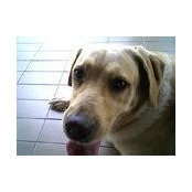 Han Boons foto