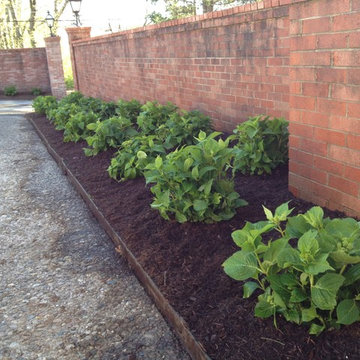 hydrangea's galore!