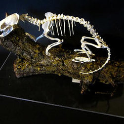 Mink Skeleton - Products