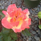 Radmila Addepalli's photo