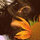 Lily Arsenyan