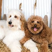 Chewy Hayden's photo