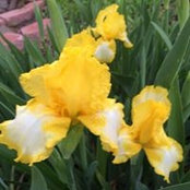 Sharon Hamilton's photo
