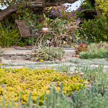 Sophie's garden