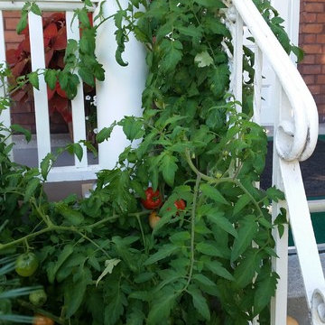 Tomatoes on the Porch Railing
