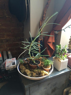 My Succulent is too tall. What should I do? | Houzz Forum