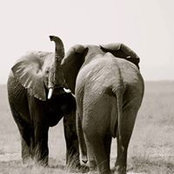 Niladri Maulik's photo