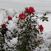 Photo de Nancy Nelson