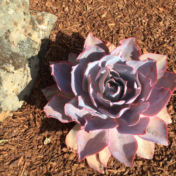 Echeveria 'After Glow' provided stunning accents, along with other selected succulents in this lawn replacement front yard