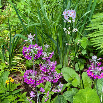 Primulas in Bog