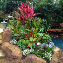 Tropical landscape