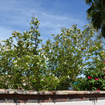 Southwestern Plants