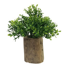 Plants